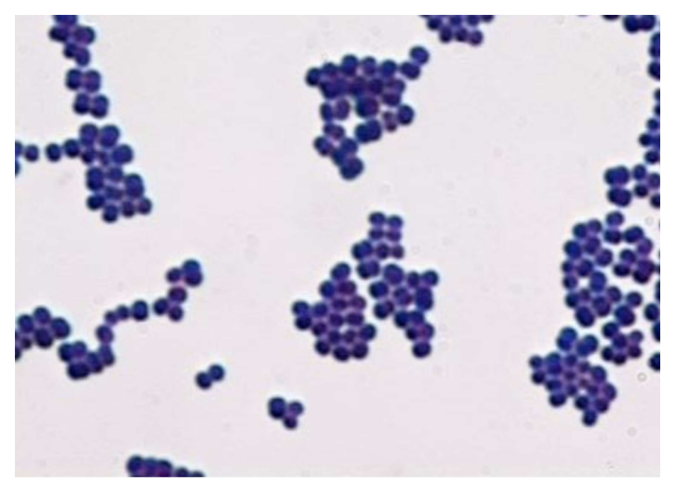 Solved Catalase Mannitol plate Coagulase (Staphyloslide | Chegg.com