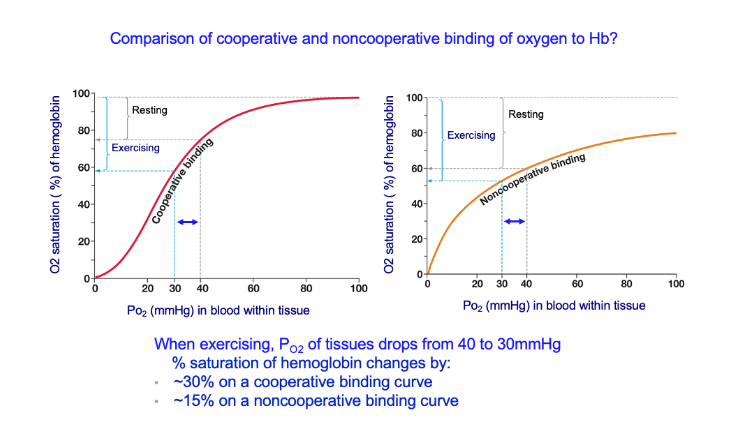Comparison of cooperative and noncooperative binding of oxygen to Hb? 100 100 Resting Resting 80 80 Exercising Exercising 60