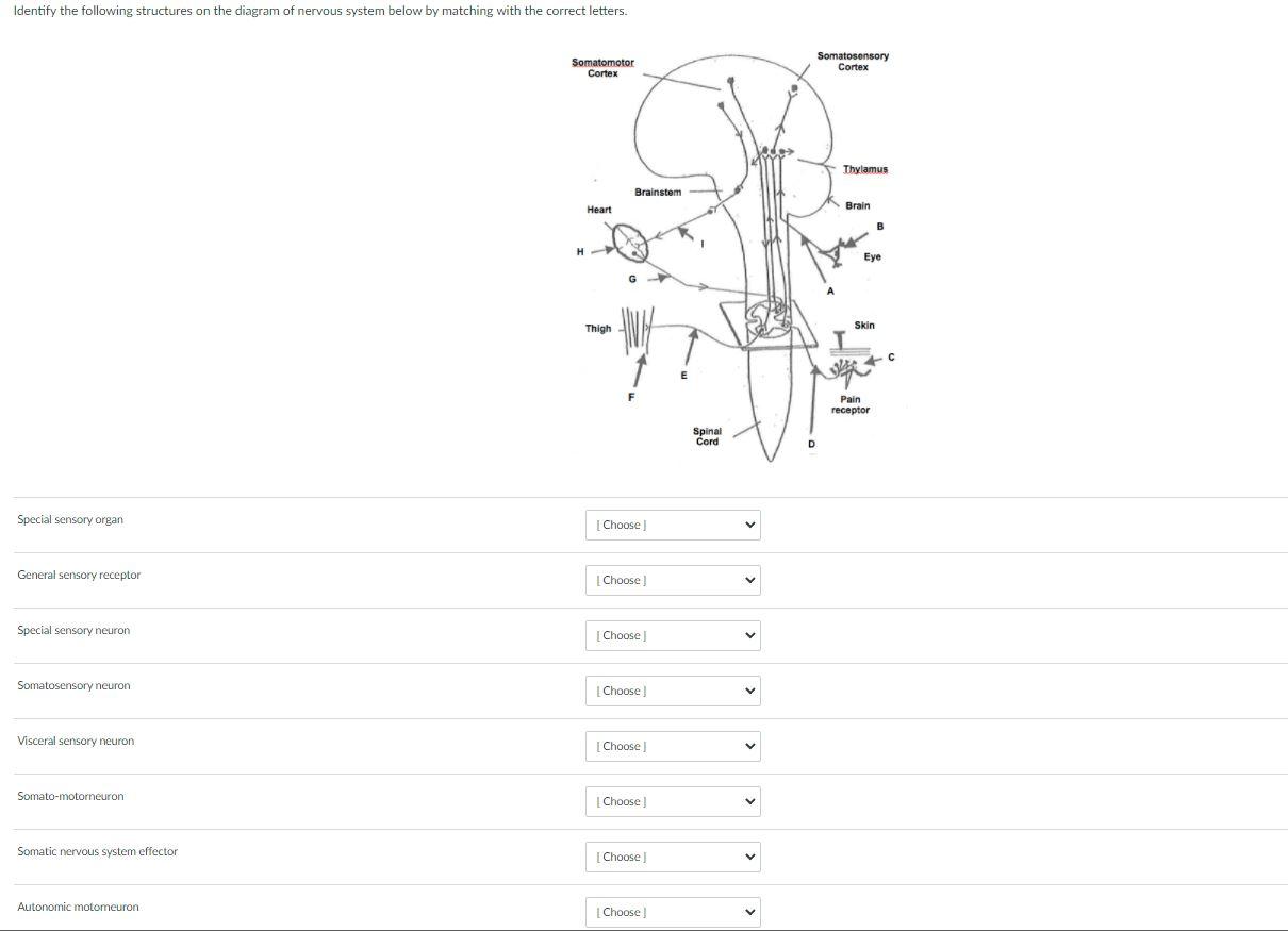 Solved Identify the following structures on the diagram of | Chegg.com