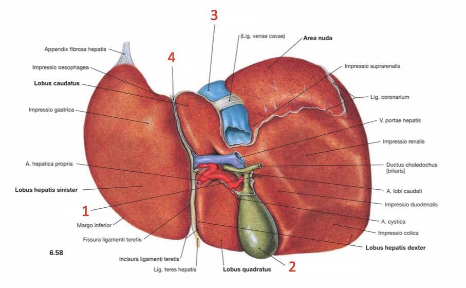 Печень анатомия. HEPAR анатомия. Печень анатомия латынь. Ligamentum coronarium hepatis.