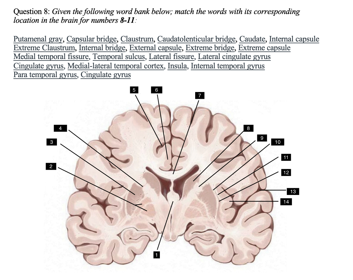 Solved Question 8: Given the following word bank below; | Chegg.com