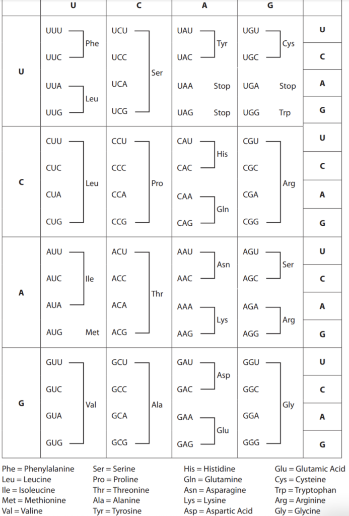 Solved QUESTIONS 1. Why are the codons and anticodons in | Chegg.com