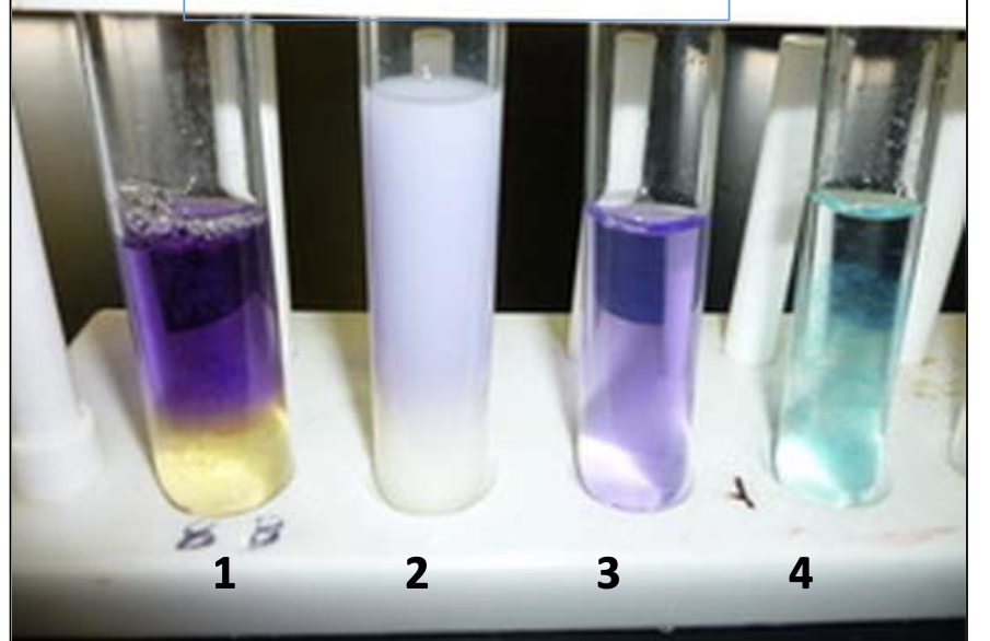 Solved 1 2 3 4 1. Which tube(s) show a positive Biuret Test