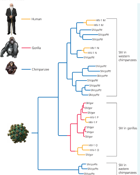 Solved I need help please - Evolution Practice Problem - | Chegg.com