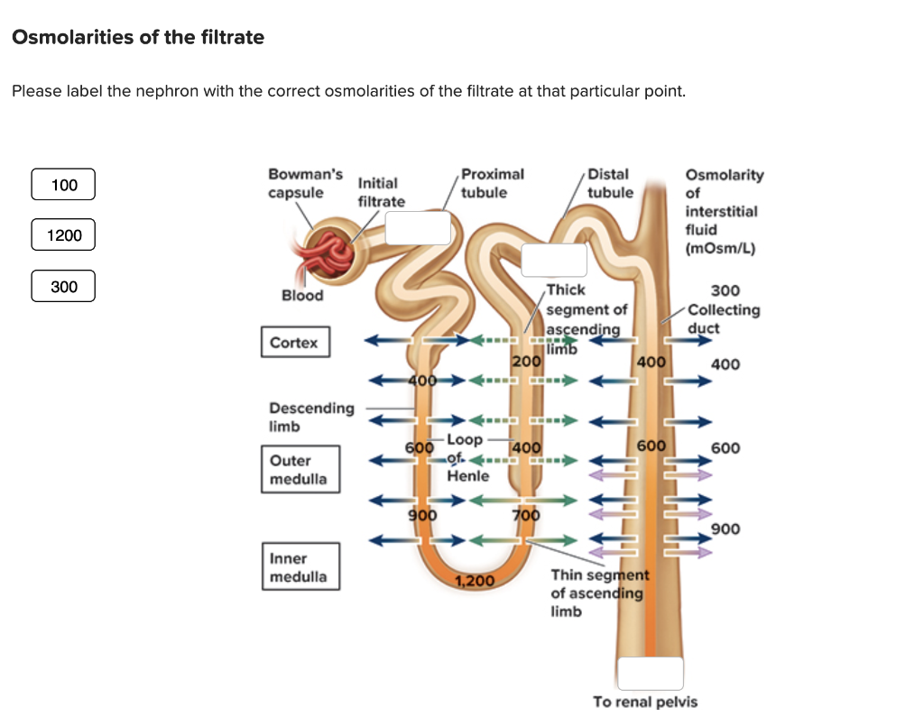 nephron and concentrations of interstital fluid image