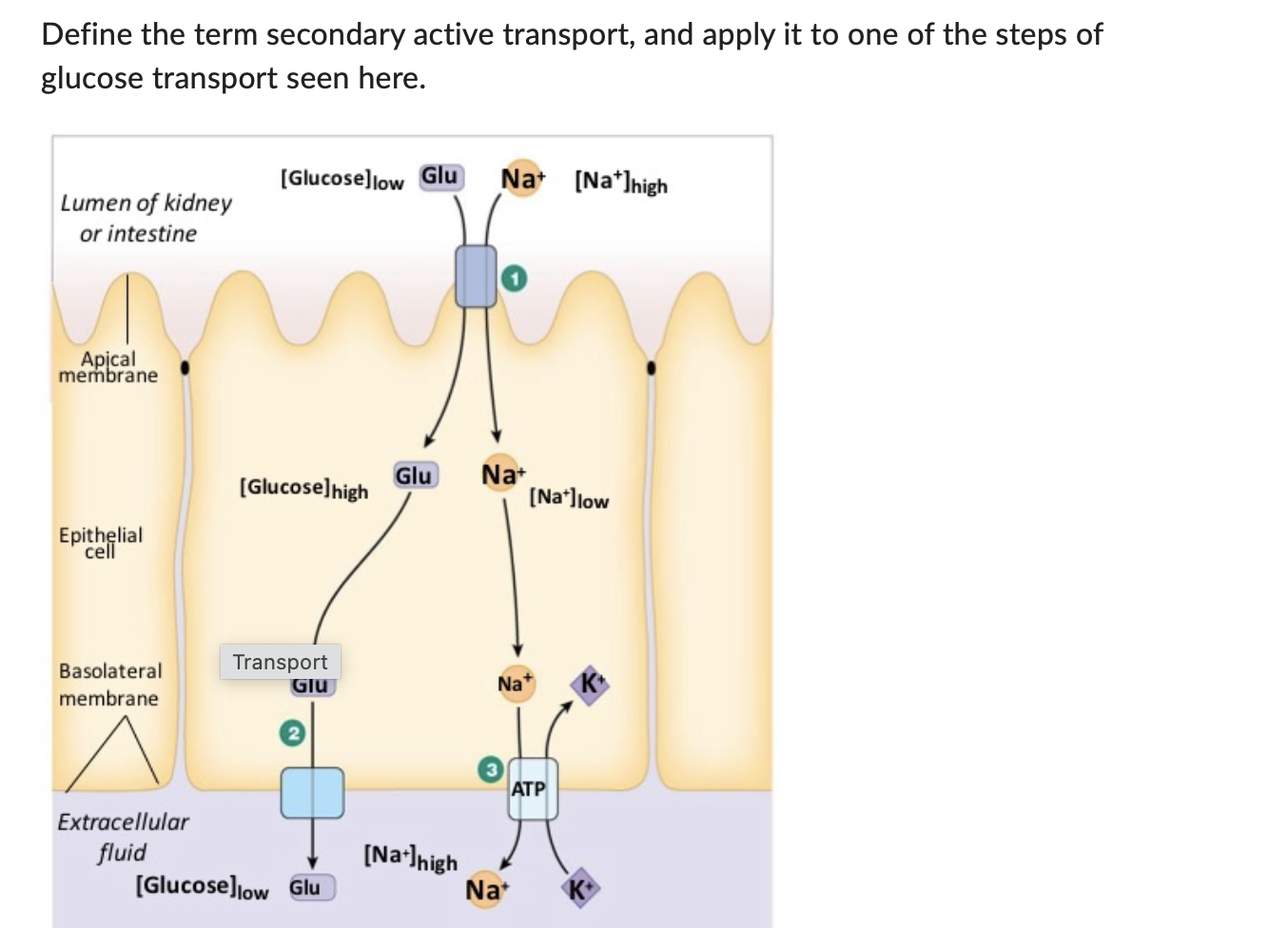 Define the term secondary active transport, and apply | Chegg.com