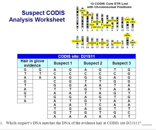 13 CODIS Core STR Loci with Chromosomal Positions | Chegg.com