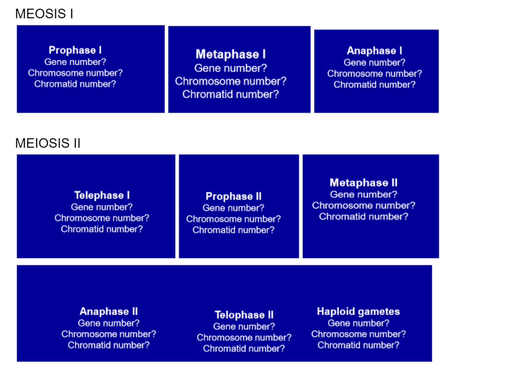 MEOSIS I
MEIOSIS II