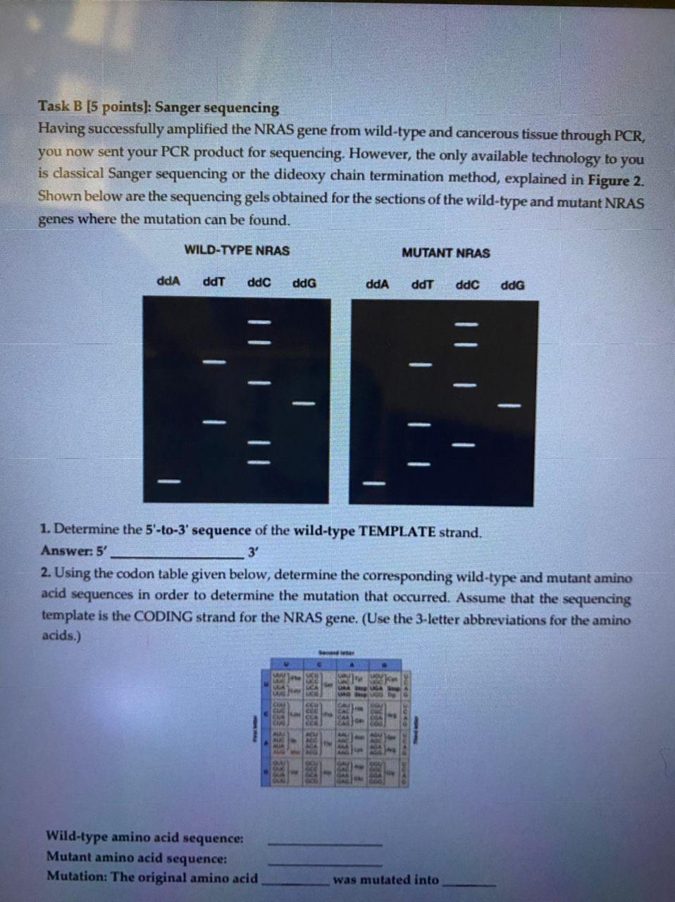 Solved Task B [5 points) Sanger sequencing Having