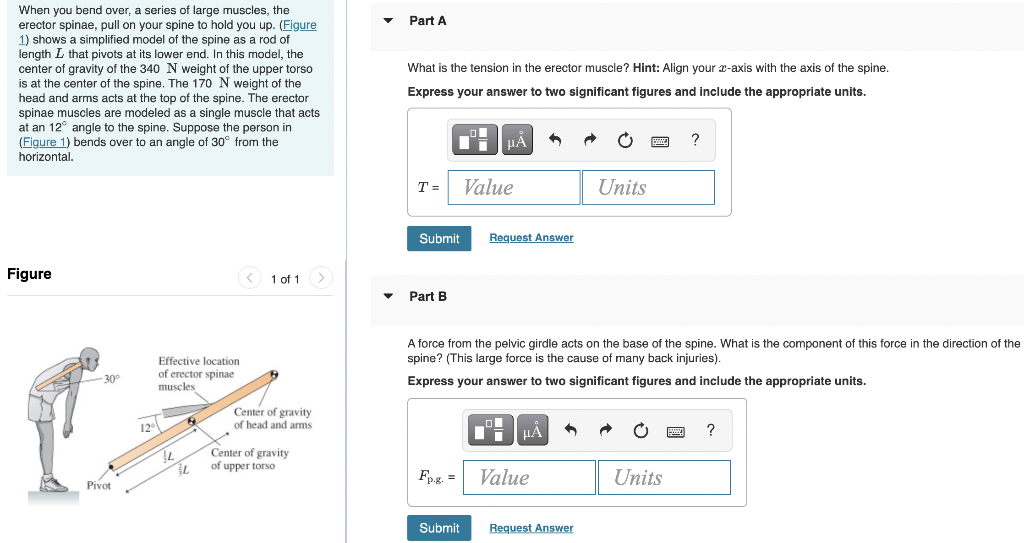 Solved Part A When you bend over, a series of large muscles, | Chegg.com