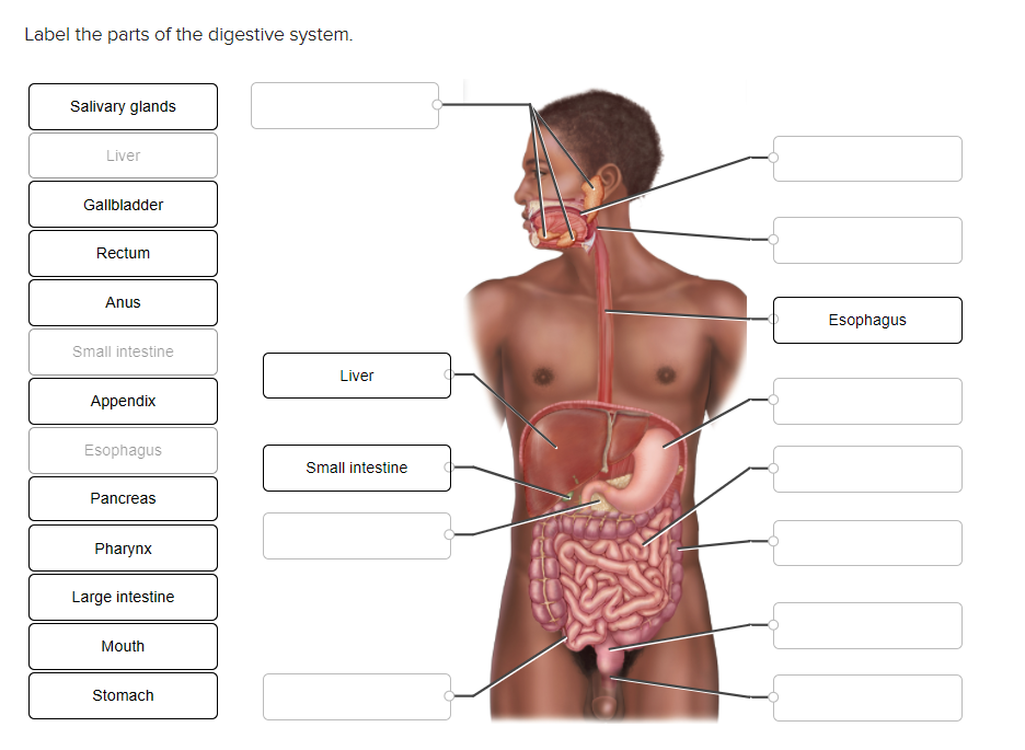 digestive system mouth salivary glands