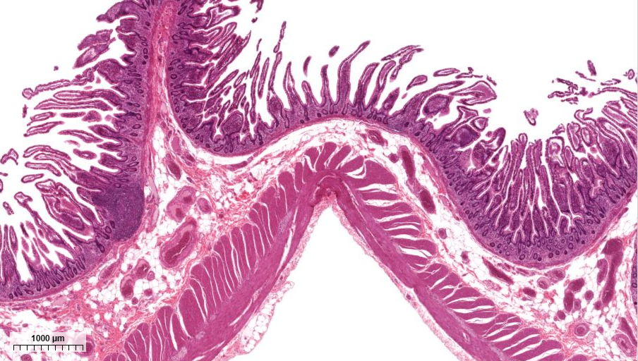 Solved A. What are the structures on the apical surface of | Chegg.com