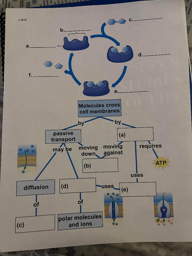 Solved 18) How do you denature an enzyme? a) b) 19) Label