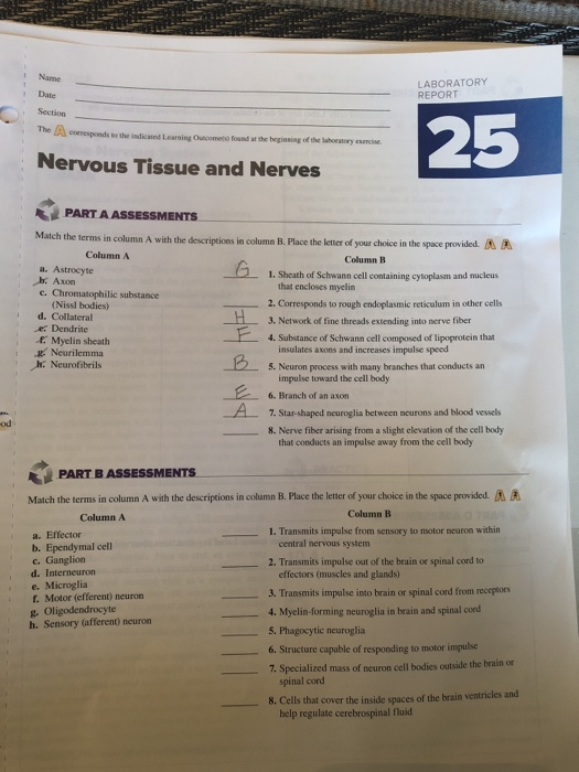 Solved Nervous Tissue and Nerves, Lab 25 PART A