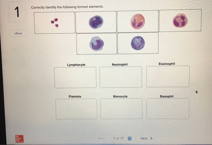 Solved Correctly Identify The Following Formed Elements Chegg