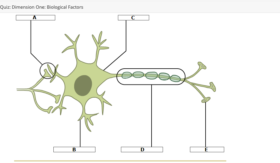 Parts of a Neuron Quiz