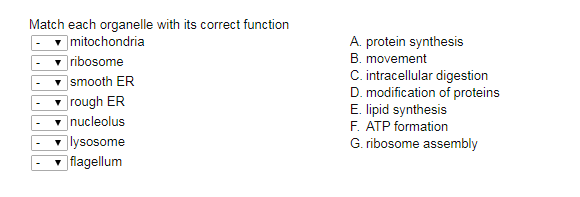 Solved Match Each Organelle With Its Correct Function ? | Chegg.com