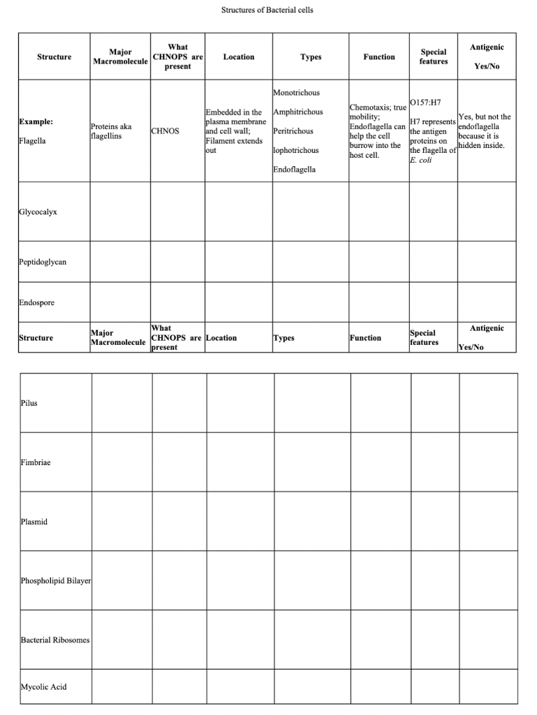 homework lesson 1.3 bacterial structures