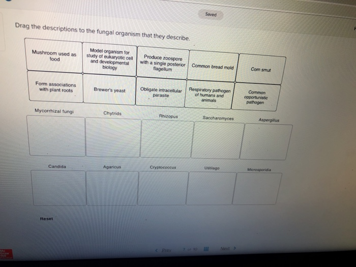 Solved Saved Drag the descriptions to the fungal organism | Chegg.com