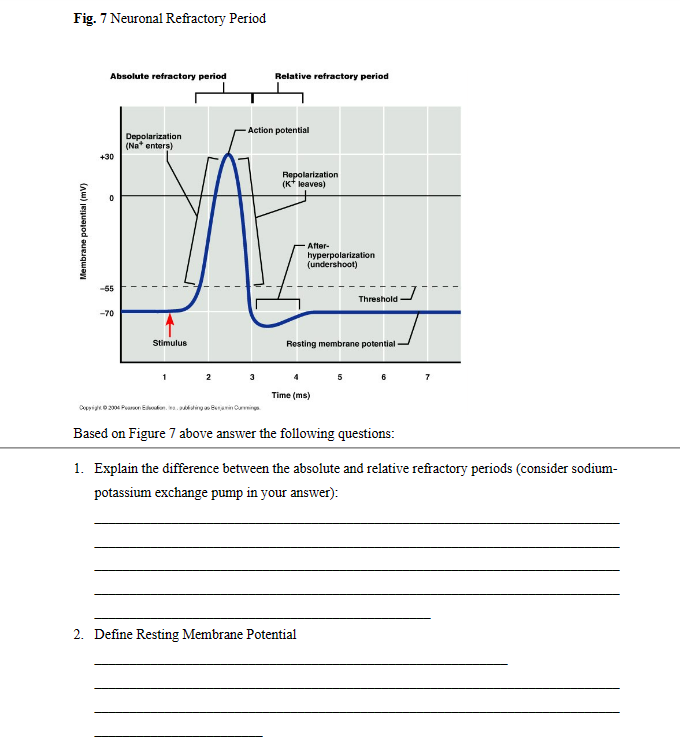 Fig. 7 Neuronal Refractory Period Based on Figure 7 | Chegg.com