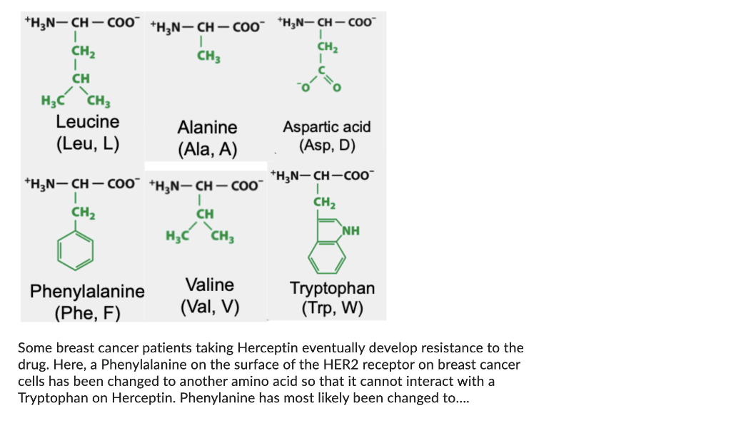 Some breast cancer patients taking Herceptin eventually develop resistance to the drug. Here, a Phenylalanine on the surface 