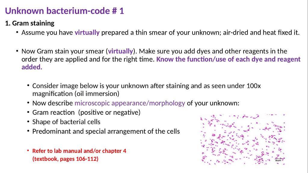 A “Virtual” Unknown Bacteria Identification Phylum | Chegg.com