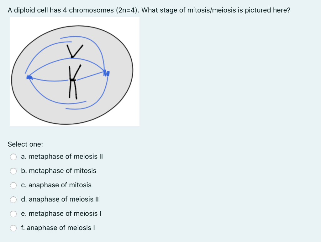 metaphase of mitosis