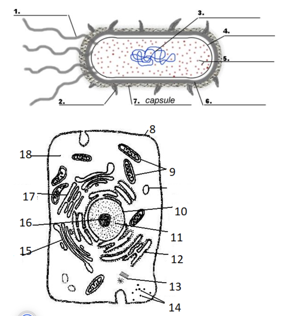 labeled eukaryotic cells