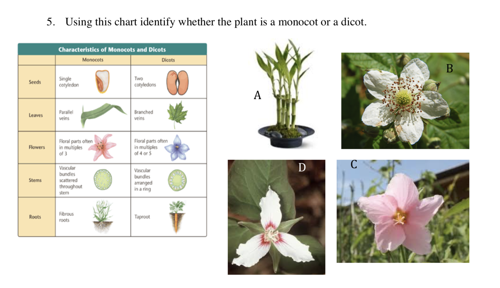 5 Using This Chart Identify Whether The Plant Is A Chegg Com