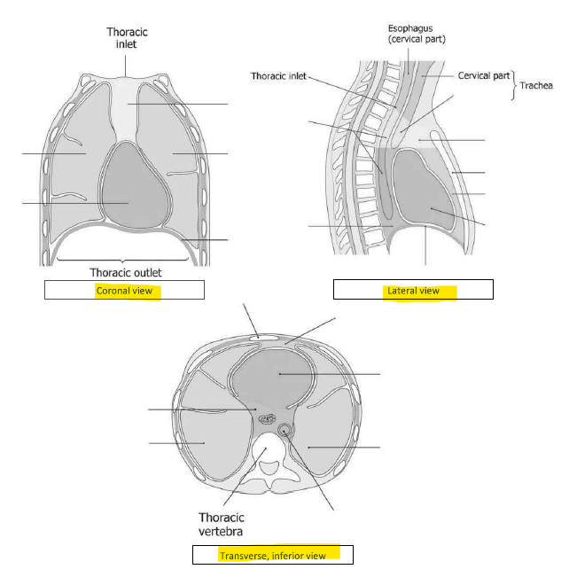 Solved can you label the coronal view, lateral view, and | Chegg.com