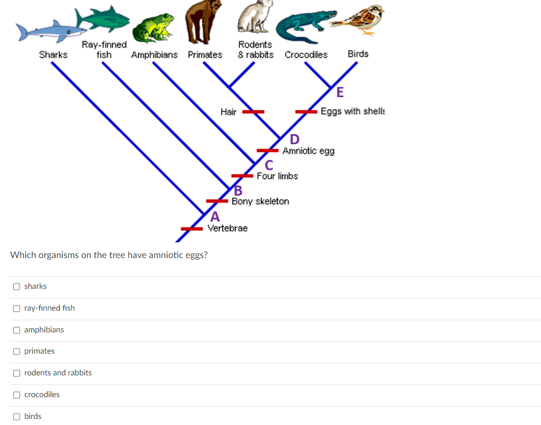 Solved Sharks Ray-finned fish Amphibians Primates Rodents & | Chegg.com