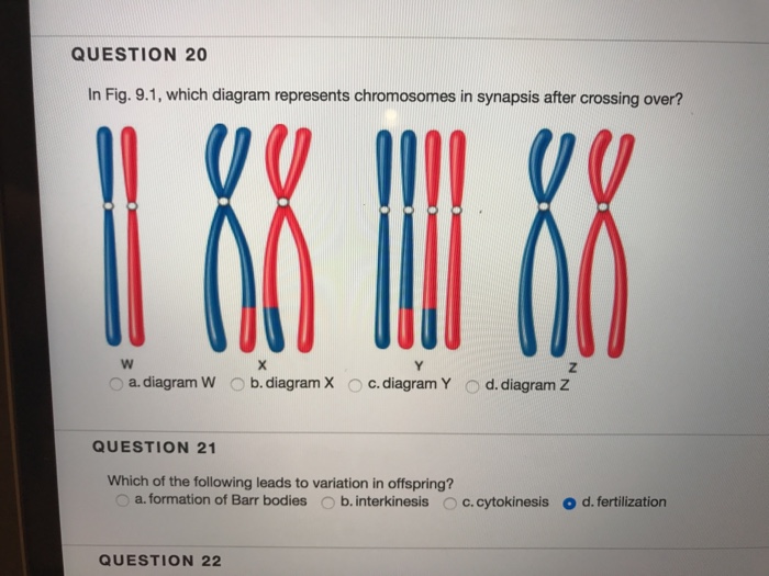 Solved In Fig. 9.1, which diagram represents chromosomes in | Chegg.com