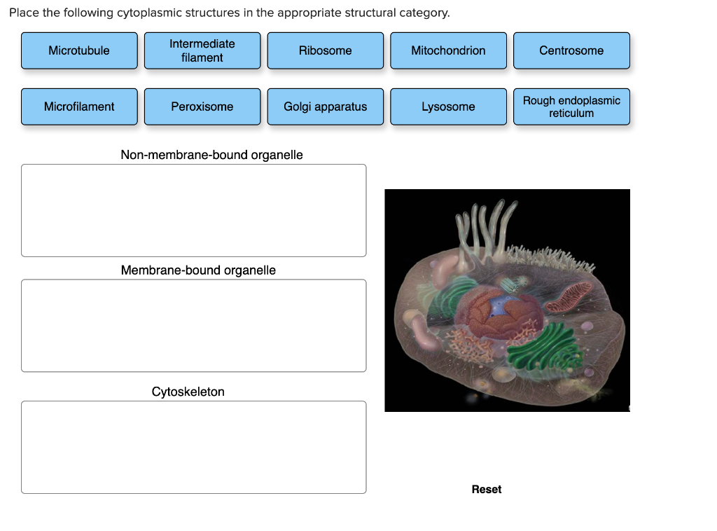 Solved Place the following cytoplasmic structures in the | Chegg.com