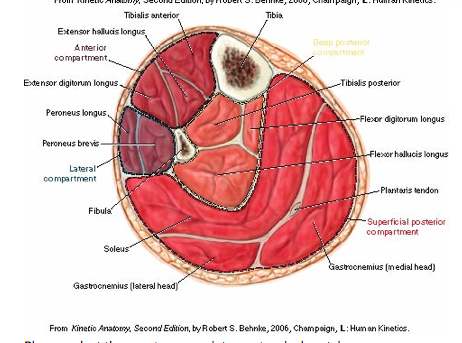 Solved Semitendinosus Biceps femoris VAL-Plantaris Plantaris | Chegg.com