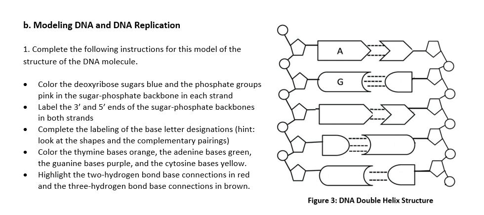 phosphate dna model