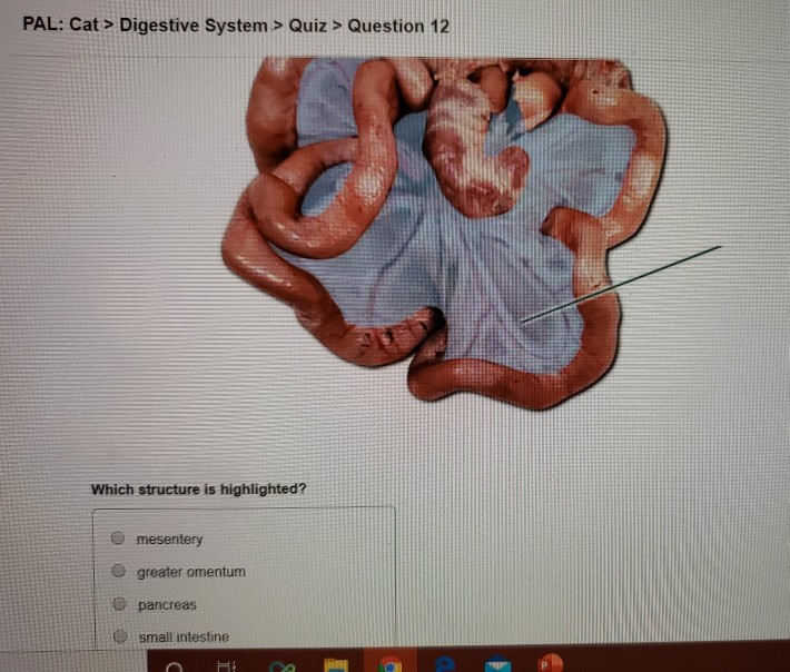 Identify The Highlighted Region Of The Small Chegg Com