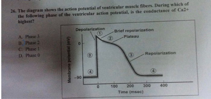 Solved 26. The diagram shows the action potential of | Chegg.com