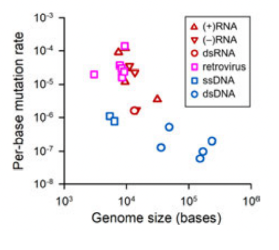 Describe the relationship between the genome size and | Chegg.com