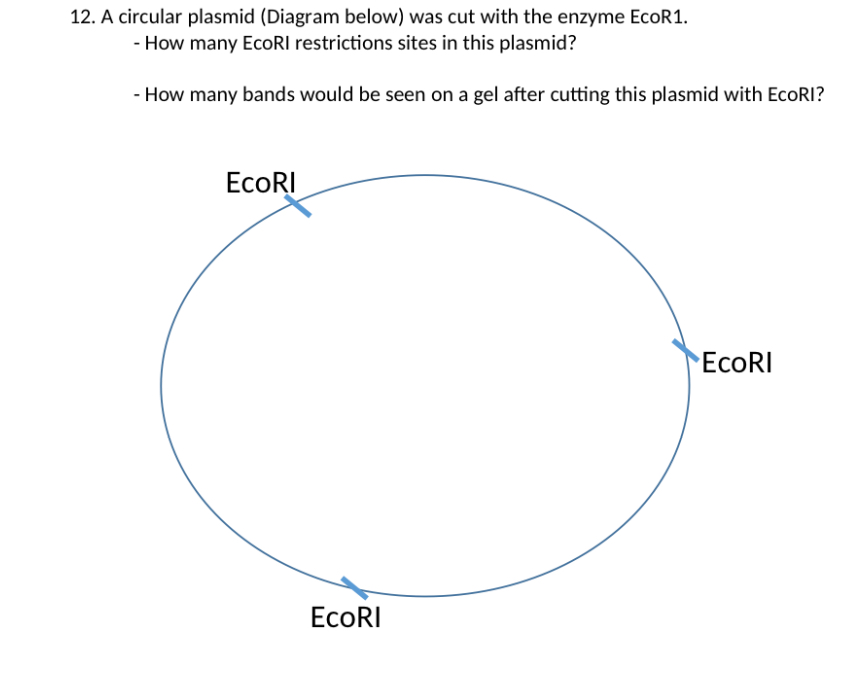 Solved A Circular Plasmid Diagram Below Was Cut Wit