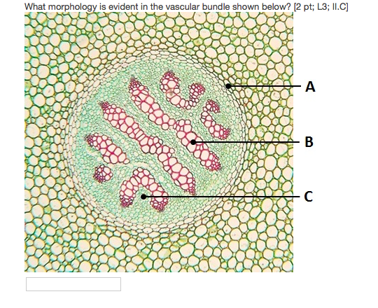 Solved What morphology is evident in the vascular bundle | Chegg.com