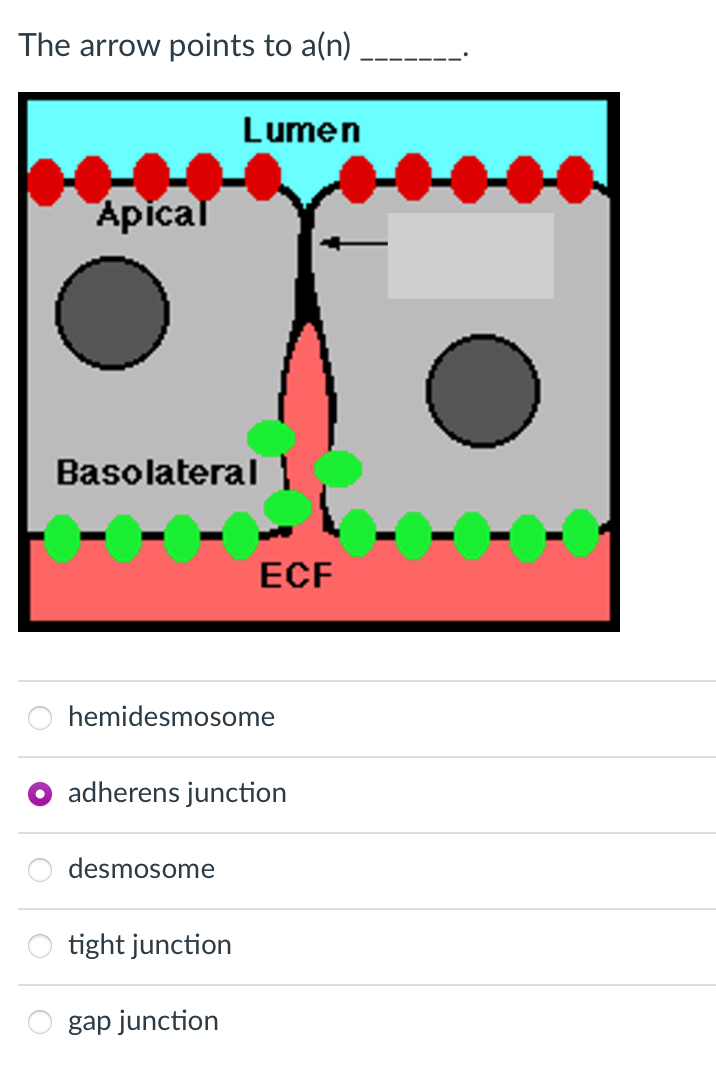 Solved The arrow points to a(n) hemidesmosome adherens