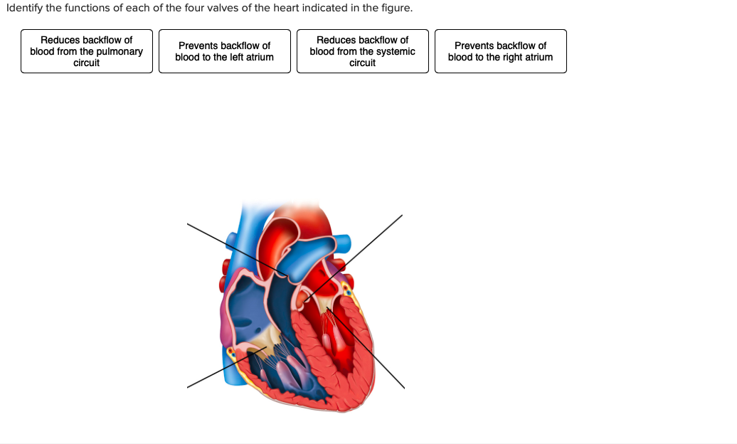 Solved Identify the functions of each of the four valves of