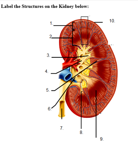 Solved Label the Structures on the Kidney below: 10. 2 3 3. | Chegg.com