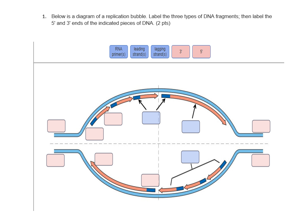 Solved 1. Below Is A Diagram Of A Replication Bubble. Label | Chegg.com