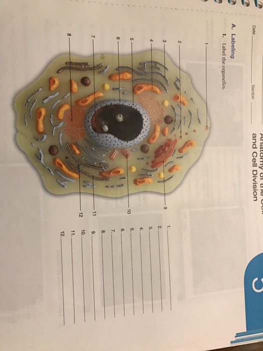 Solved: Date And Cell Division A. Labeling 1. Label The Or... | Chegg.com