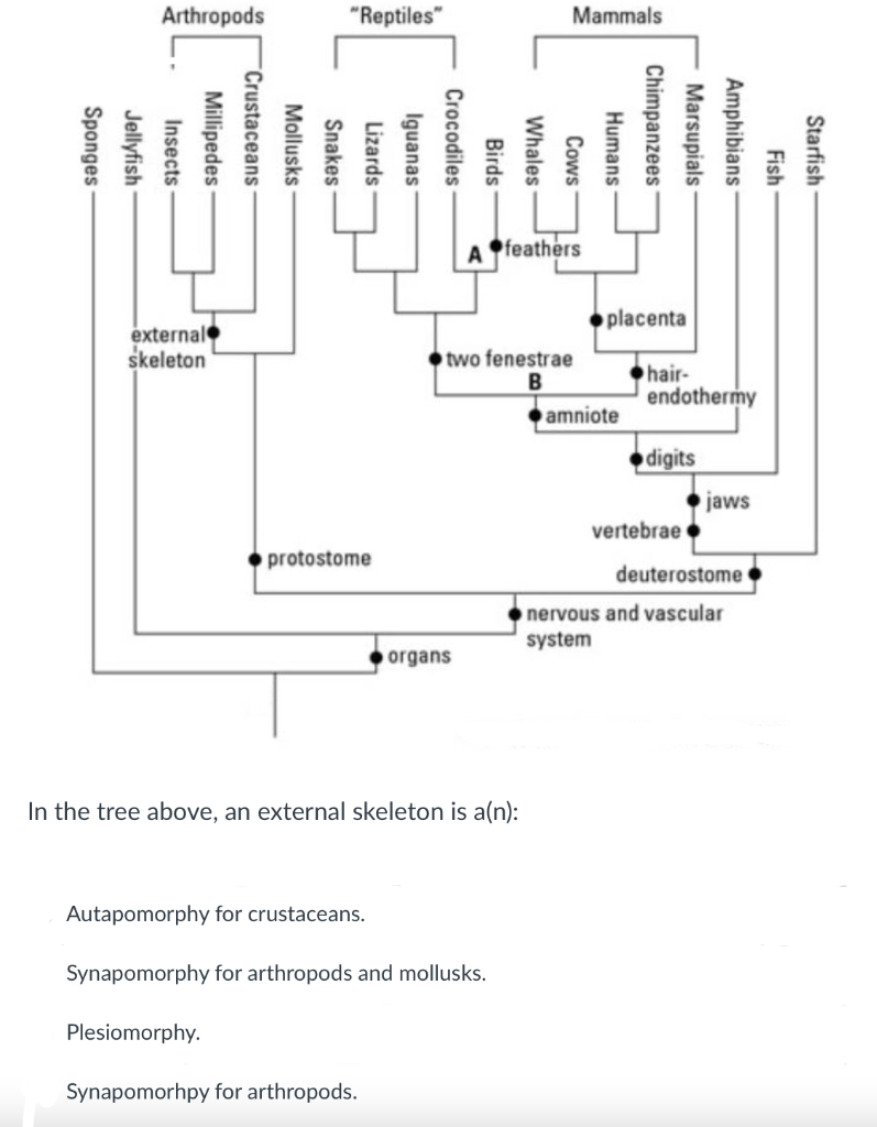 Solved Arthropods 