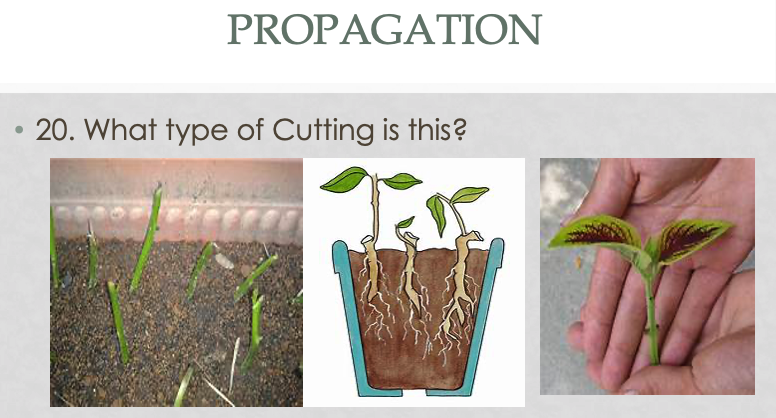 Solved Propagation 20. What Type Of Cutting Is This? 