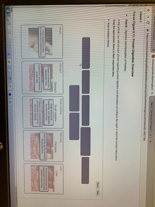 Solved Stomach Liver