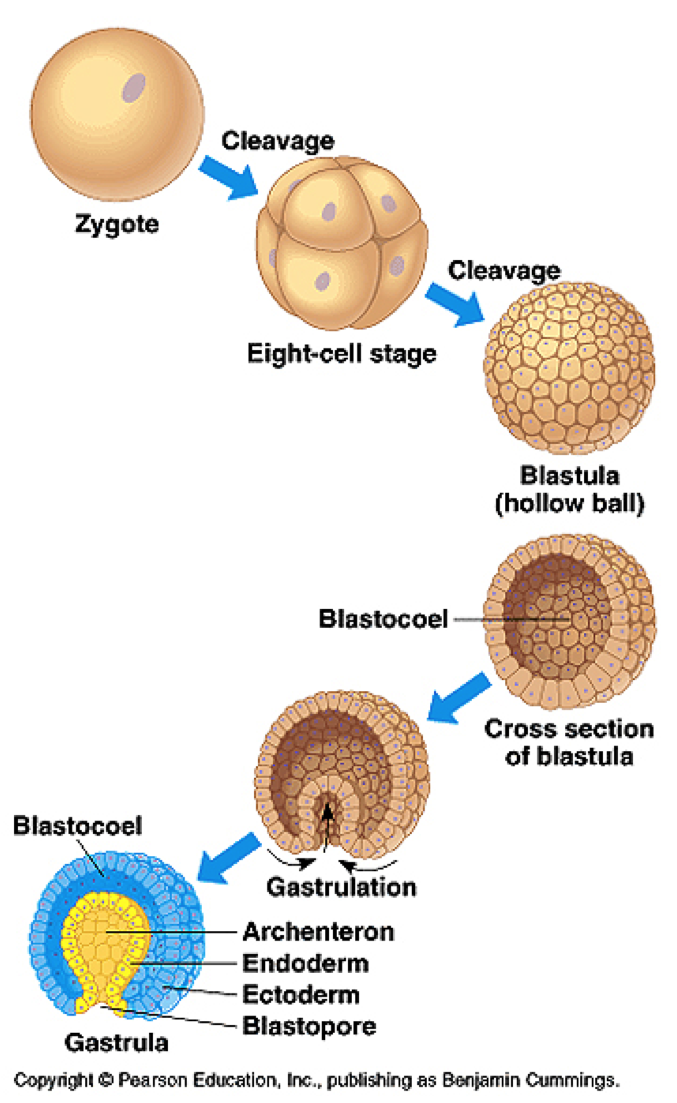 blastula humana