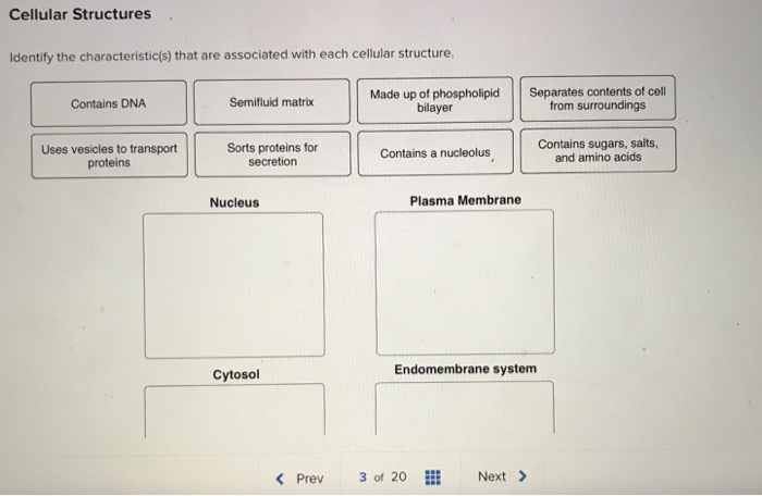 Solved Cellular Structures Identify the characteristic(s) | Chegg.com